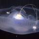 The jellyfish with the controller attached.